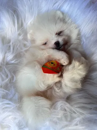 Lulu da Pomerânia