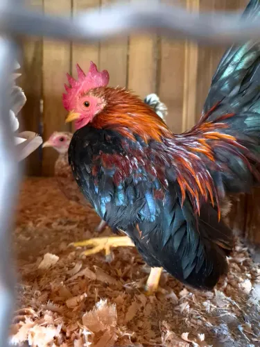 Pintinhos serama 