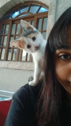 Gatinha fêmea aproximadamente 3 meses adoção urgente