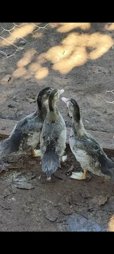 Patos 