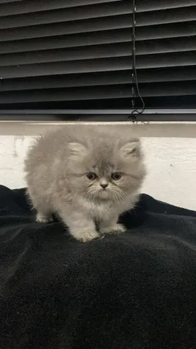 Filhote de gato persa 