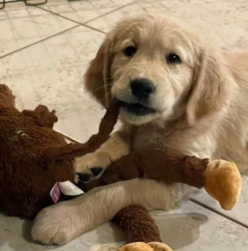 Filhote Golden Retriever, Nada como um filhote para encher sua vida de alegria!