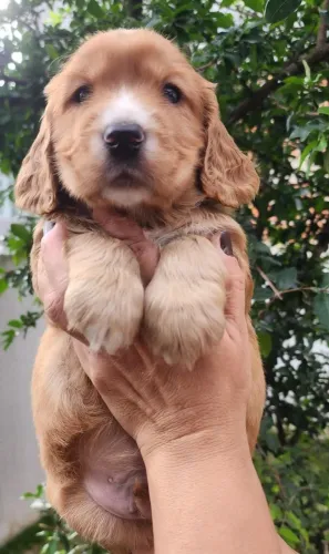 Cocker, Lindos Filhotes a Pronta Entrega!