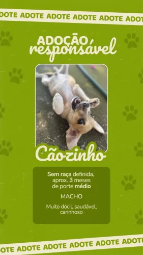 Adoção Responsável