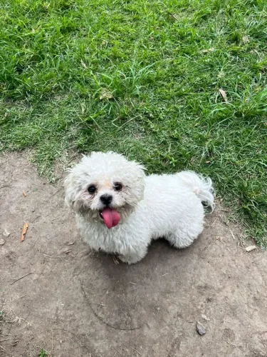 Filhote de poodle toy o pequeno campeão da fofura