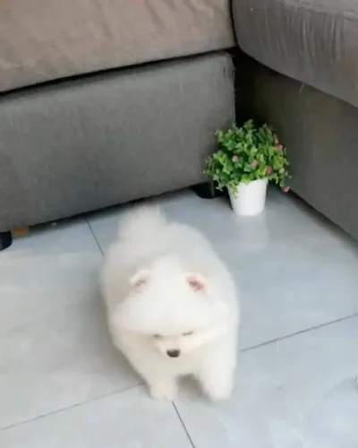 Cachorro Lulu da Pomerania bem cuidado, leve com segurança