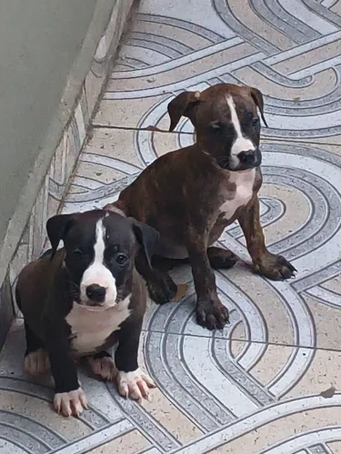 Pitbull filhotes