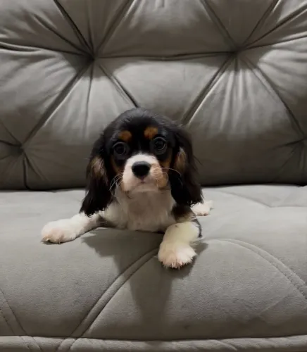 Macho Cavalier 4 meses 