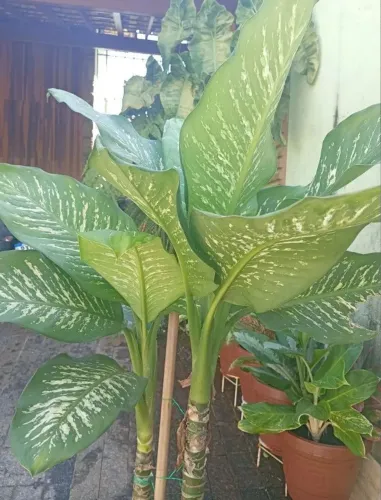 comigo-ninguém-pode (Dieffenbachia)