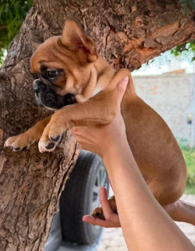 Bulldog francês macho
