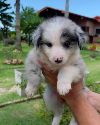 BORDER COLLIE MERLE PUROS !