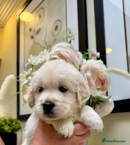 Neném Golden Retriever carinhosos, alegres e atentos