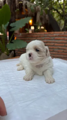 Filhotes de Shihtzu