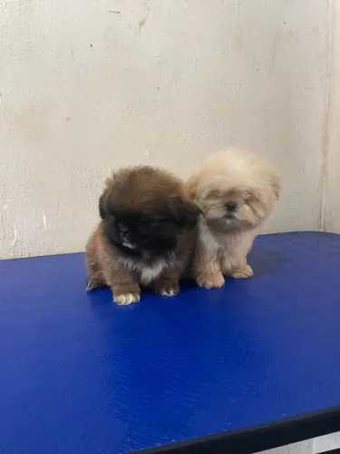 ? Filhote Macho de Shih Tzu - Lindo e Muito Fofo
