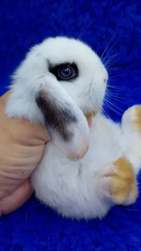 Mini coelho bicolor olhos azuis 
