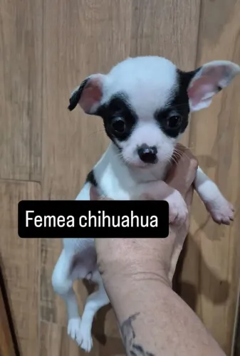 Cachorro 