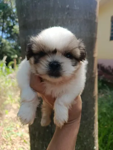Shih tzu valioso