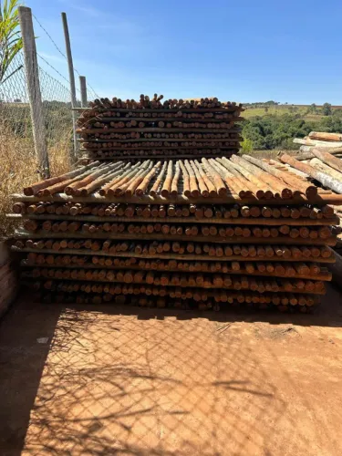 Eucalipto Tratado 4/6 2,50m para Plantação de Maracujá e outros