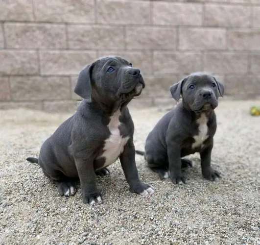 Filhotes de Pitbull cinza se um e lindo dois e mais que maravilhoso e perfeito demais 