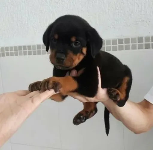 Fêmea de Rottweiler padrão cabeça de touro com 58 dias vacinada e com pedigree
