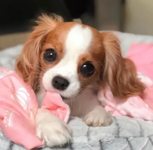 Belos Cavalier King Charles