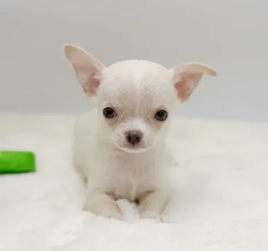 Promocional, APROVEITE!! Chihuahua com Microchip - Entrega em todo o Brasil