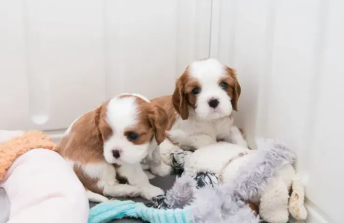 Leve um Cavalier King para Sua Família - Parcele em Até 12x Sem Juros!
