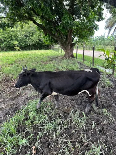 Casal de mini boi e mini bezerrinha 