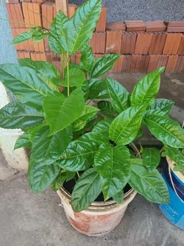 Vendas de mudas de plantas frutíferas