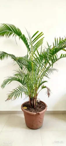 Palmeira areca