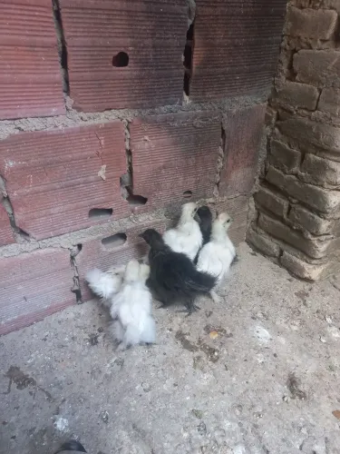 Pintinhos de sedosa