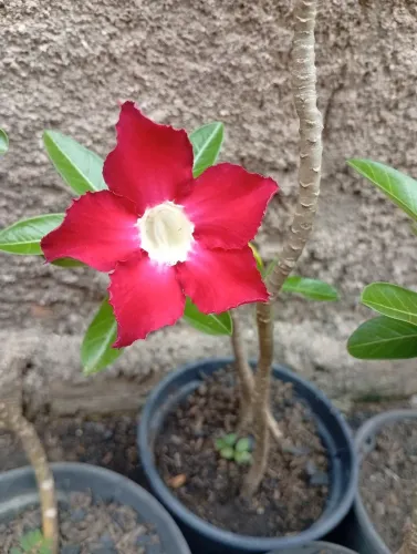 Rosa do deserto