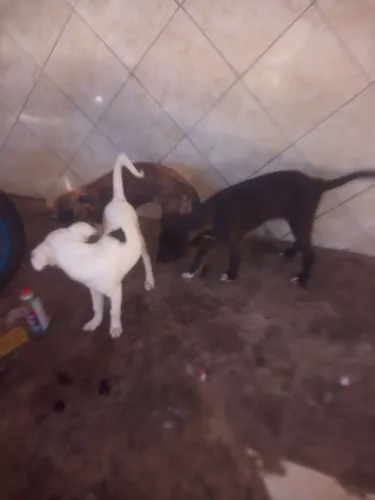 Doa-se filhotes de cachorro
