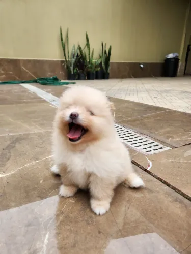 FILHOTES DE SPITZ ALEMÃO / LULU DA POMERÂNIA À VENDA