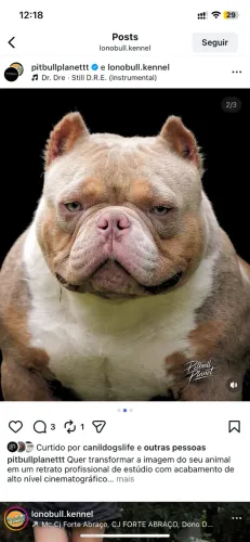 ? FILHOTE AMERICAN BULLY LILAC - 3 MESES ?