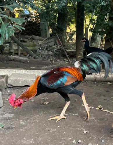 Galo índio