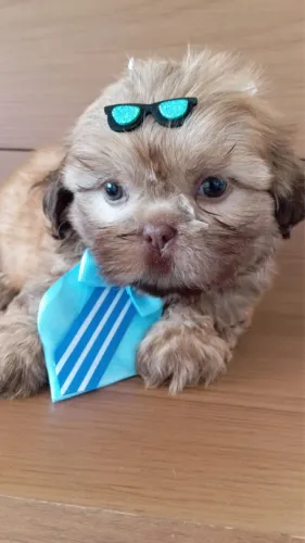 Shihtzu Lindo Fígado olhos claros