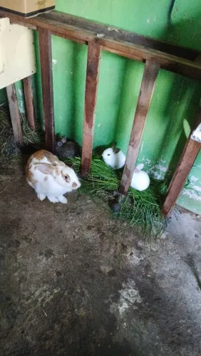 Filhote de coelhos gigantes 