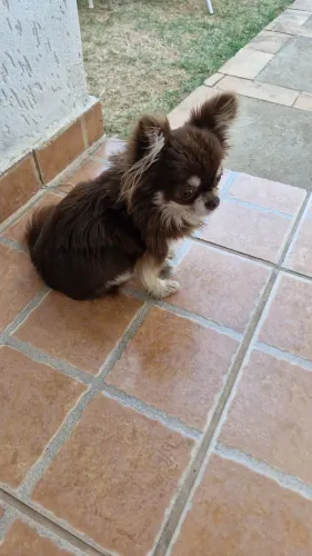 Macho anaozinho pra cruza