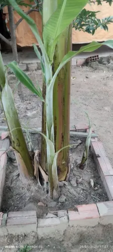 Filhote de bananeira 