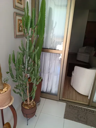 Plantas