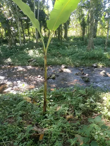 Terreno em Paraty Onde a Natureza Encontra o Seu Sonho.