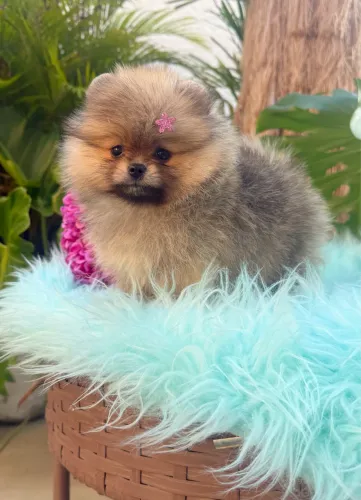 Spitz