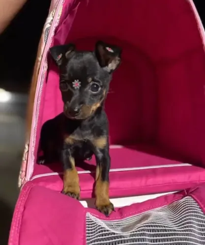 Pinscher vermifugado 58 dias