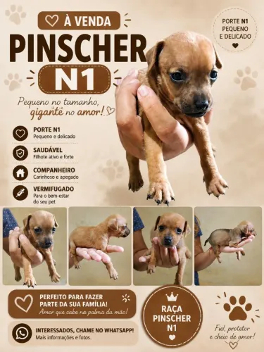 Filhotes de pinscher 