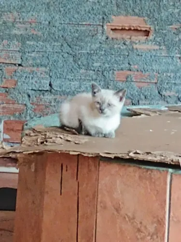 Gatinha branca para adoção