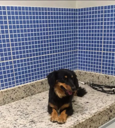 Linda fêmea basset teckel pêlo longo castrada!