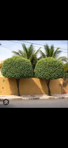 Mudas de Oiti.