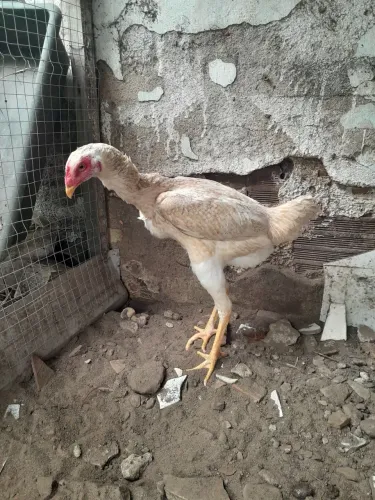 Franga gigante