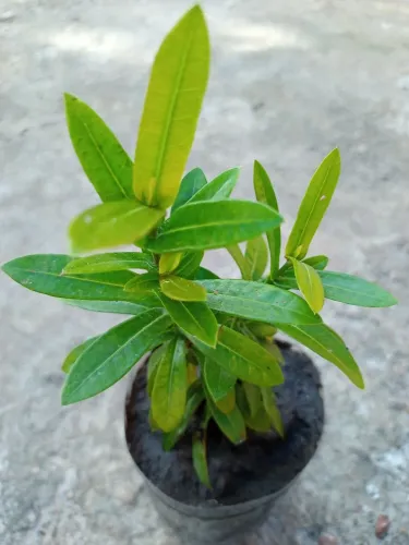 PLANTA IXORA.Muda no vaso de garrafa pet,a cor da flor é da vermelha.
